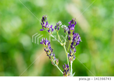 blooming alfalfa in a field blooming alfalfa in a field 141398743