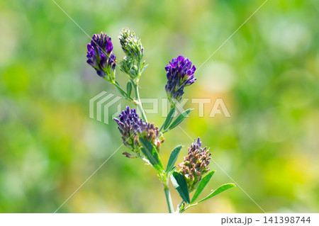 blooming alfalfa in a field 141398744