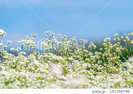 Chamomile, one of the wild flowers Chamomile, one of the wild flowers 141398746