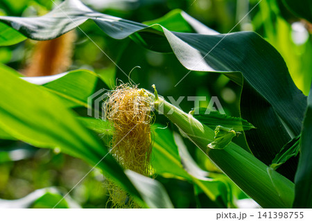 Corn field in the countryside. Growing corn. Female inflorescence 141398755