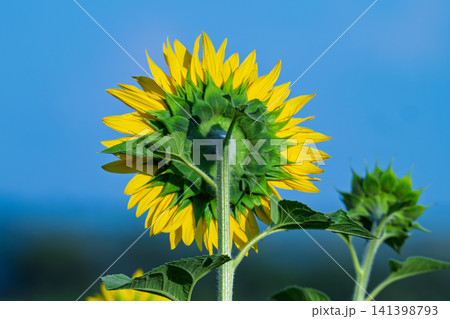 Closeup Beautiful fields with sunflowers in the summer on a sunny day. Many sunflower bloom in summer field. Closeup Beautiful fields with sunflowers in the summer on a sunny day. Many sunflower bloom in summer field. 141398793