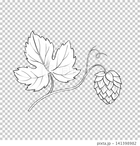 Hand-drawn hop branch with cone and leaf line art illustration Hand-drawn hop branch with cone and leaf line art illustration 141398982