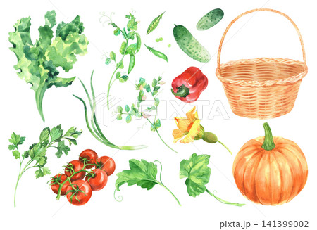 Set of the vegetables and basket. Watercolor handmade illustrations of the lettuce, basket, peas, bell pepper, parsley, pumpkin, tomatoes, leaves and flower of pumpkin, green onion and cucumber. Set of the vegetables and basket. Watercolor handmade illustrations of the lettuce, basket, peas, bell pepper, parsley, pumpkin, tomatoes, leaves and flower of pumpkin, green onion and cucumber. 141399002