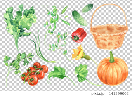 Set of the vegetables and basket. Watercolor handmade illustrations of the lettuce, basket, peas, bell pepper, parsley, pumpkin, tomatoes, leaves and flower of pumpkin, green onion and cucumber. Set of the vegetables and basket. Watercolor handmade illustrations of the lettuce, basket, peas, bell pepper, parsley, pumpkin, tomatoes, leaves and flower of pumpkin, green onion and cucumber. 141399002