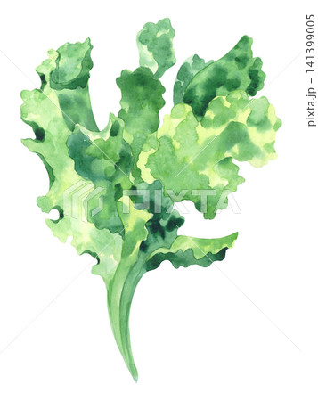 Leaf lettuce. Watercolor illustration. Handmade art work. For packaging design, cards, cover, prints, product labels and fabric. 141399005