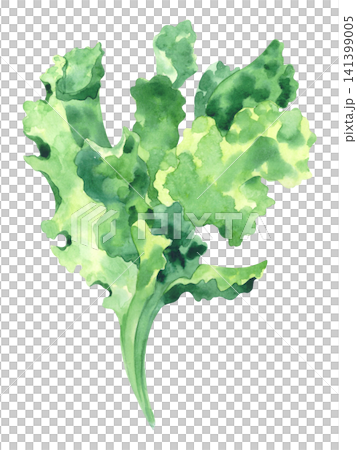 Leaf lettuce. Watercolor illustration. Handmade art work. For packaging design, cards, cover, prints, product labels and fabric. Leaf lettuce. Watercolor illustration. Handmade art work. For packaging design, cards, cover, prints, product labels and fabric. 141399005