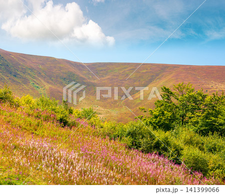 carpathian mountain landscape. travel ukraine in summer. colorful slopes of borzhava mountain ridge in august. wonderful carpathian adventure carpathian mountain landscape. travel ukraine in summer. colorful slopes of borzhava mountain ridge in august. wonderful carpathian adventure 141399066