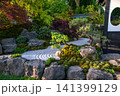Japanese garden  view   with  Japanese maple red  Leaves  and in sun  sunbeams 141399129