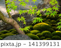 Vibrant red Japanese maple leaves tree in a serene Japanese garden setting and stone slabs in distance. Entrance to a tranquil garden with stone slabs and lush plants in May at the Chelsea Flower 141399131