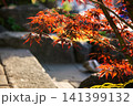 Japanese garden  view   with  Japanese maple red  Leaves  and in sun  sunbeams 141399132