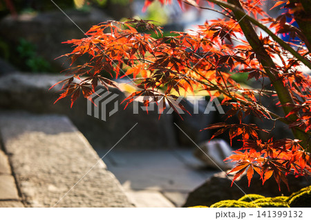 Japanese garden view with Japanese maple red Leaves and in sun sunbeams Japanese garden view with Japanese maple red Leaves and in sun sunbeams 141399132