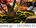 Japanese garden  view   with  Japanese maple red  Leaves  and in sun  sunbeams 141399133