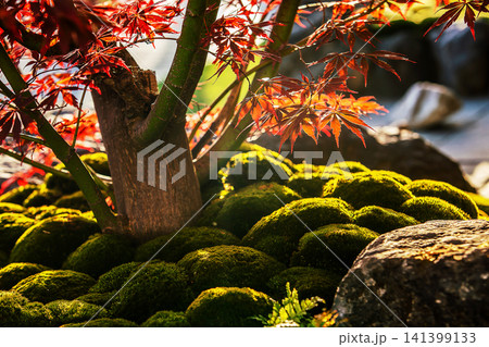 Japanese garden view with Japanese maple red Leaves and in sun sunbeams Japanese garden view with Japanese maple red Leaves and in sun sunbeams 141399133