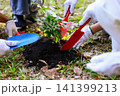 Close-up hands helping planting trees in the park for environmental conservation and sustainable future. Community service, reforestation, nature care and teamwork concept. 141399213