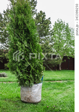 Planting hole prepared for evergreen tree in garden Planting hole prepared for evergreen tree in garden 141399250