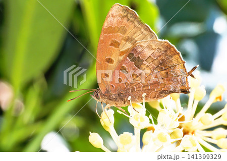 ヤツデの花を吸蜜中のムラサキツバメ（オス） 141399329