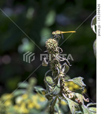 Sunlit Darter Dragonfly on a Spiny Dry Seed Head with Copy Space Sunlit Darter Dragonfly on a Spiny Dry Seed Head with Copy Space 141399426