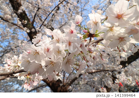 満開の桜 141399464