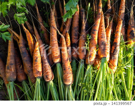 Freshly harvested organic carrots lying on soil batch 141399567