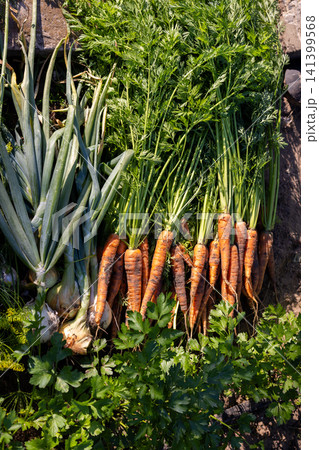 Freshly harvested organic carrots, onions, and greens from garden 141399568