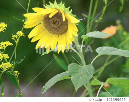 夏を象徴する花 キク科ヒマワリの花 夏を象徴する花 キク科ヒマワリの花 141399625