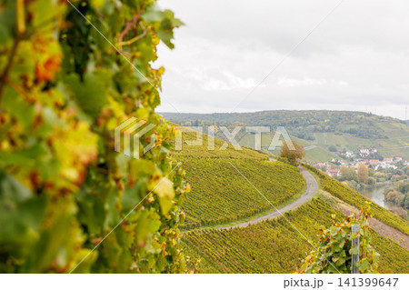 Closeup of autumn grapevine foliage overlooking a vineyard rows on a hillside near Wuerzburg, Germany. Selective focus Closeup of autumn grapevine foliage overlooking a vineyard rows on a hillside near Wuerzburg, Germany. Selective focus 141399647