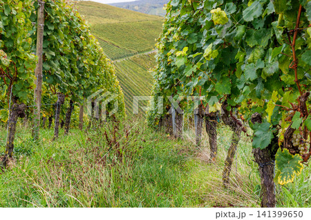 Grapevine rows and a central grassy path create strong depth and leading lines in an autumn vineyard in Wuerzburg, Germany. 141399650