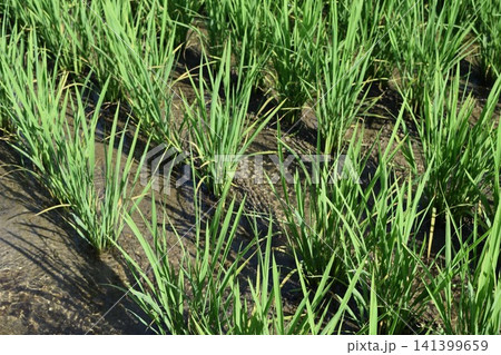 田植え2ヶ月後の水田 田植え2ヶ月後の水田 141399659