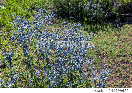 Full Blue Sea Holly Plant with Numerous Steel-Blue Flower Heads Full Blue Sea Holly Plant with Numerous Steel-Blue Flower Heads 141399685