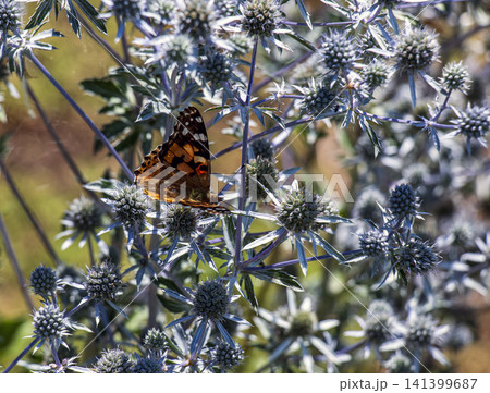 Painted Lady Butterfly Resting Among Silver-Blue Sea Holly Painted Lady Butterfly Resting Among Silver-Blue Sea Holly 141399687
