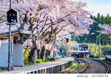 のと鉄道 桜満開の能登鹿島駅 のと鉄道 桜満開の能登鹿島駅 141399736