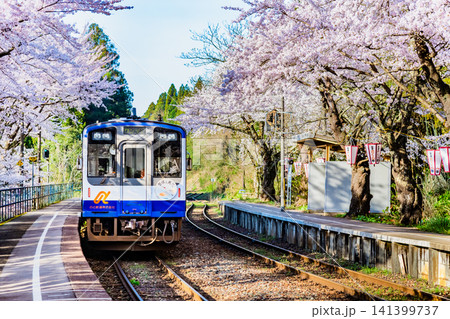のと鉄道 桜満開の能登鹿島駅 のと鉄道 桜満開の能登鹿島駅 141399737