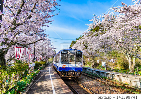 のと鉄道 桜満開の能登鹿島駅 のと鉄道 桜満開の能登鹿島駅 141399741