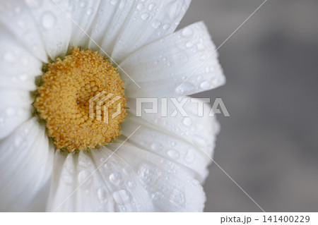Detailed macro view of white daisy petals covered in fresh dew drops, soft natural light background Detailed macro view of white daisy petals covered in fresh dew drops, soft natural light background 141400229