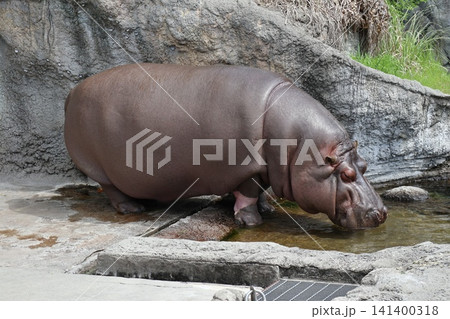 大阪天王子動物園のカバのテツオとティーナ 大阪天王子動物園のカバのテツオとティーナ 141400318