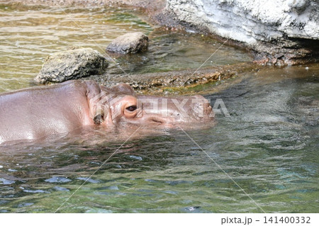 大阪天王子動物園のカバのテツオとティーナ 大阪天王子動物園のカバのテツオとティーナ 141400332