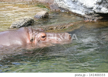 大阪天王子動物園のカバのテツオとティーナ 大阪天王子動物園のカバのテツオとティーナ 141400333