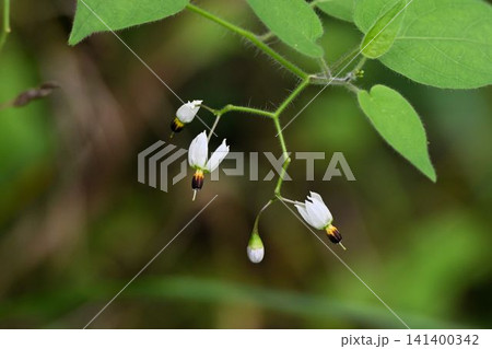 箕面の山で見た反り返った白色の花弁から雌しべと雄しべが突き出た姿が綺麗なヒヨドリジョウゴの花 箕面の山で見た反り返った白色の花弁から雌しべと雄しべが突き出た姿が綺麗なヒヨドリジョウゴの花 141400342