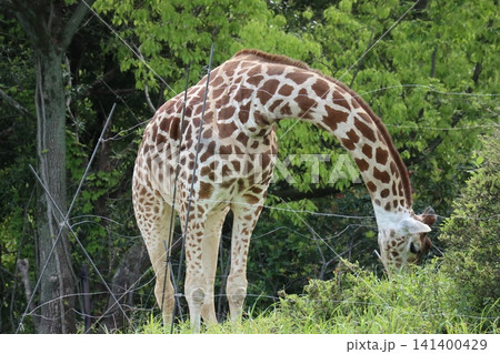 大阪天王寺動物園のキリンのハルカスとこうや 大阪天王寺動物園のキリンのハルカスとこうや 141400429