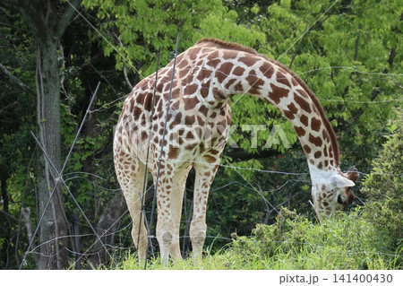 大阪天王寺動物園のキリンのハルカスとこうや 大阪天王寺動物園のキリンのハルカスとこうや 141400430
