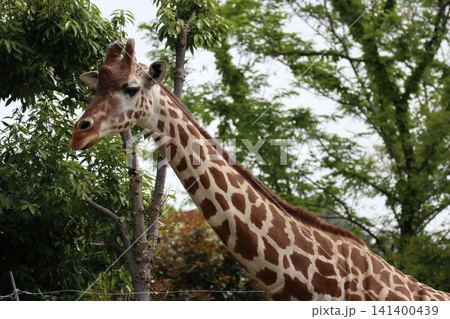 大阪天王寺動物園のキリンのハルカスとこうや 大阪天王寺動物園のキリンのハルカスとこうや 141400439