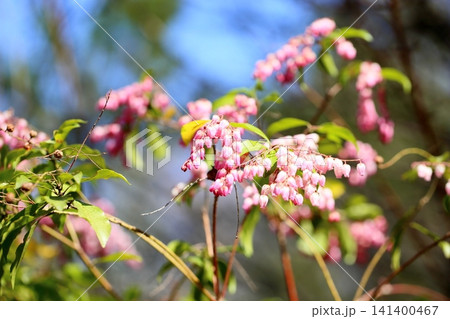 可愛い アセビの花 可愛い アセビの花 141400467
