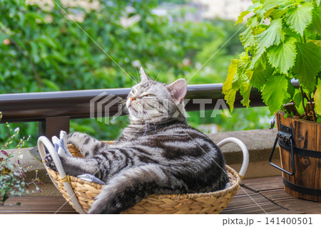 ベランダのバスケットでくつろぐアメリカンショートヘアの猫 ベランダのバスケットでくつろぐアメリカンショートヘアの猫 141400501