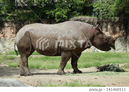 大阪天王寺動物園のヒガシクロサイ 大阪天王寺動物園のヒガシクロサイ 141400511
