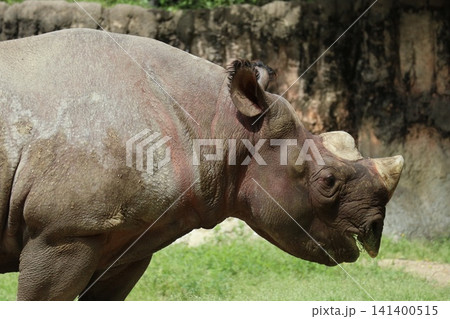 大阪天王寺動物園のヒガシクロサイ 大阪天王寺動物園のヒガシクロサイ 141400515