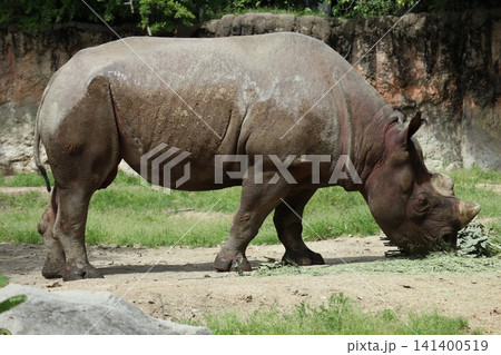 大阪天王寺動物園のヒガシクロサイ 大阪天王寺動物園のヒガシクロサイ 141400519