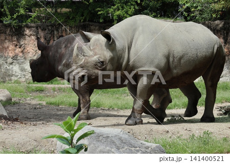大阪天王寺動物園のヒガシクロサイ 大阪天王寺動物園のヒガシクロサイ 141400521