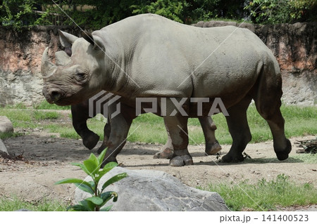 大阪天王寺動物園のヒガシクロサイ 141400523