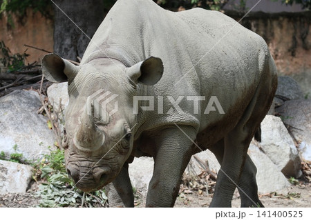 大阪天王寺動物園のヒガシクロサイ 大阪天王寺動物園のヒガシクロサイ 141400525
