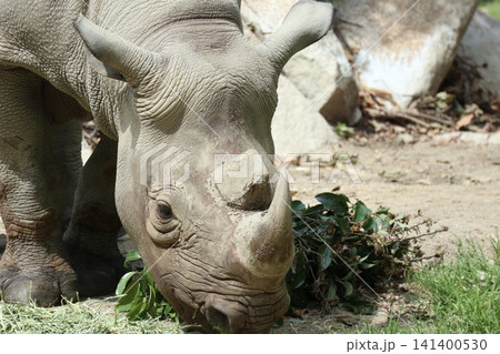 大阪天王寺動物園のヒガシクロサイ 大阪天王寺動物園のヒガシクロサイ 141400530